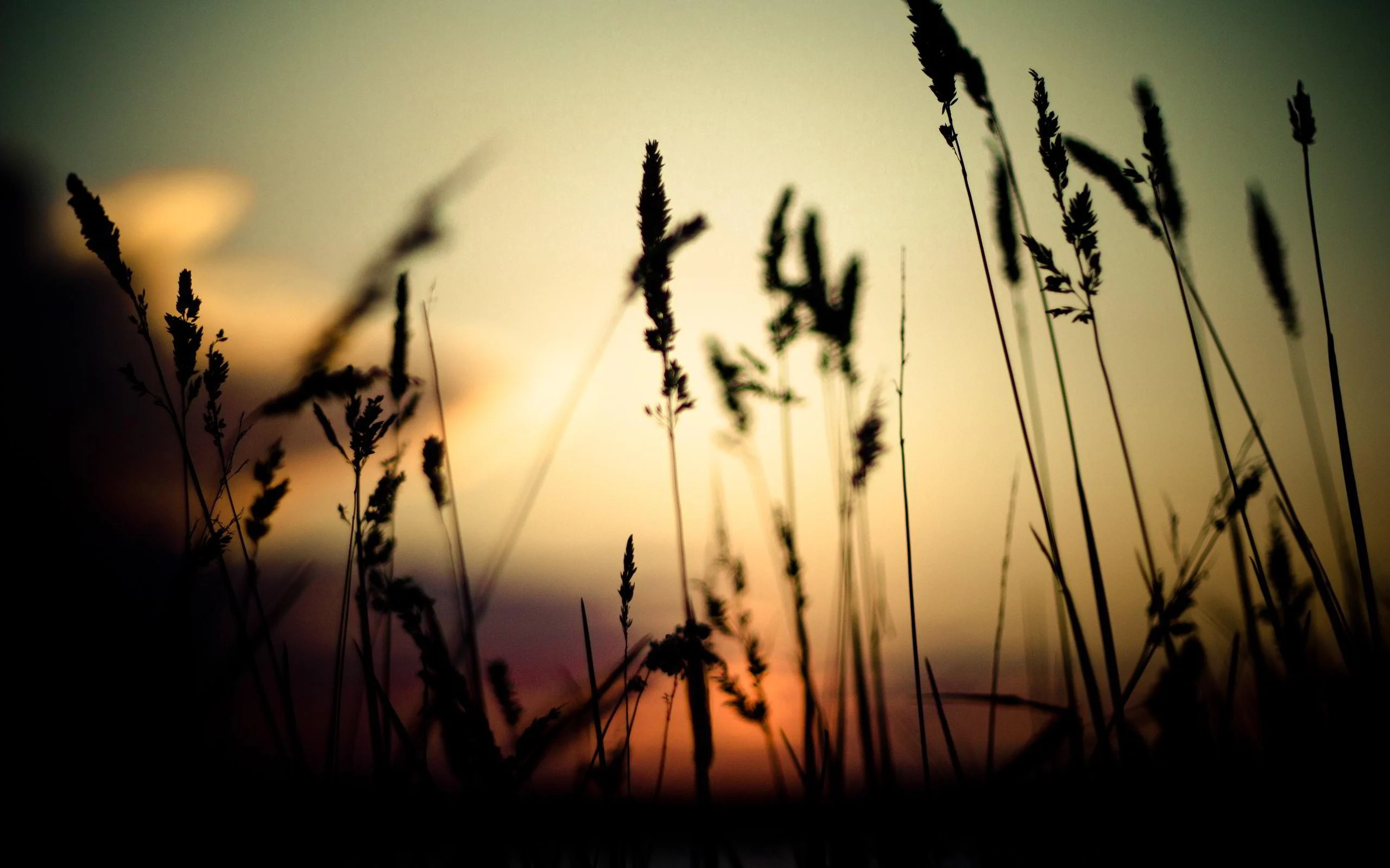 Uploaded Image