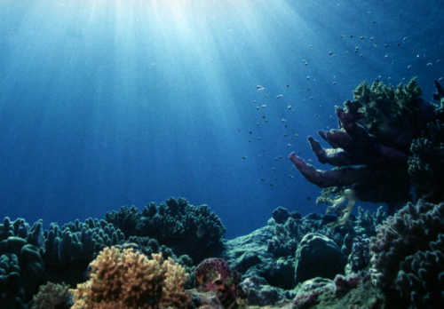 Uploaded Image